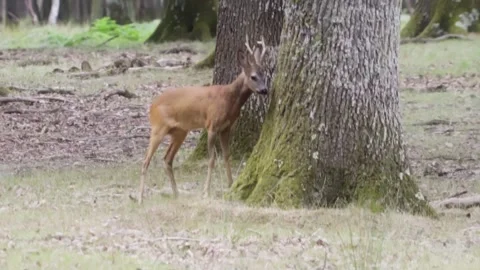 Young deer rubing on a tree Stock Footage 246274365