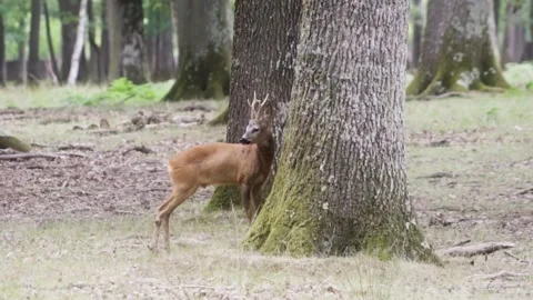Young deer rubing on a tree Stock Footage 246274635