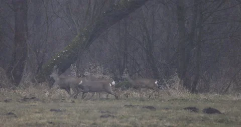 Young deer run by the forest, 4K slomo Stock Footage 168025725