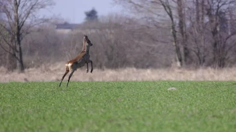 Young deer running away from the field, 4K slomo Stock Footage 176294533