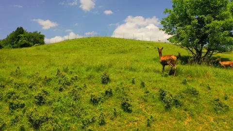 Young deer running to join the herd along the mountainside, nature Stock Footage 139587254