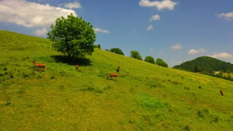 Young deer running to join the herd along the mountainside, nature Stock Footage 139592349
