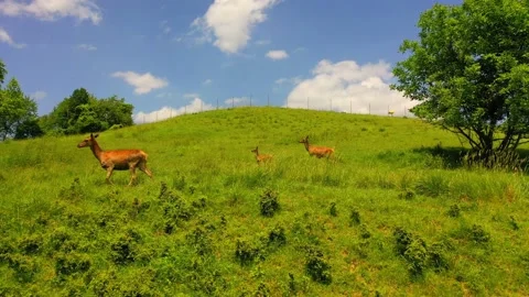Young deer running to join the herd along the mountainside, nature Stock Footage 139593056
