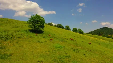 Young deer running to join the herd along the mountainside, nature Stock Footage 139593329