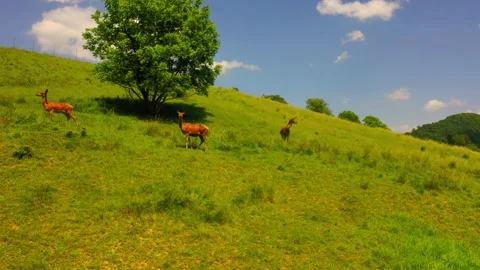 Young deer running to join the herd along the mountainside, nature Stock Footage 139593843