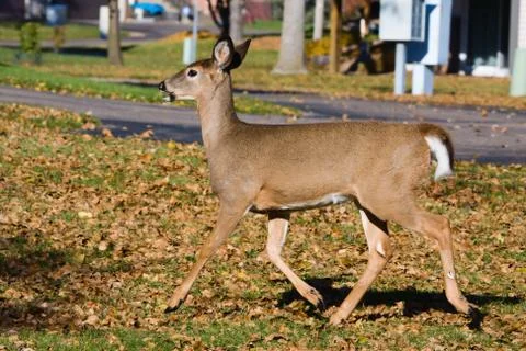Young deer running. Stock Photos