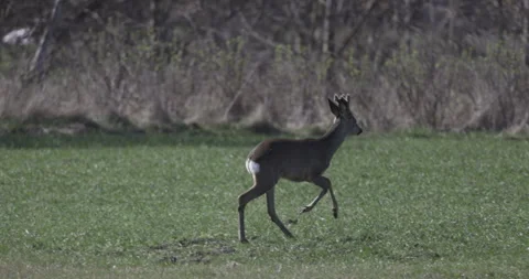 Young deer runs to the herd, 4K slow motion Stock Footage 306063562