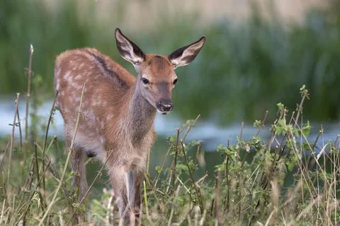 Young deer rushing through Foto stock