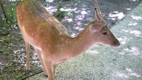 Young Deer in the Shade Stock Footage 293179495
