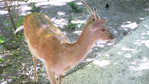 Young Deer in the Shade Stock Footage 293227421