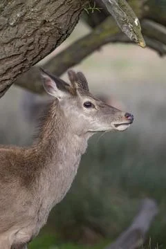 Young deer sheilding under a tree Foto stock