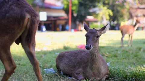 Young deer sitting in the field chewing food Stock Footage 336190243