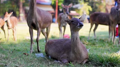 Young deer sitting in the field chewing food Stock Footage 336190249