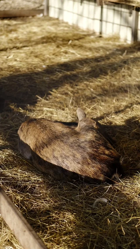 Young deer sleeping on dry hay inside a farm enclosure, resting peacefully in Stock Footage 327537641