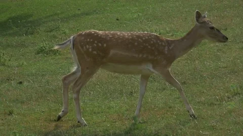 Young Deer Slowly Walks Stock Footage 53402777