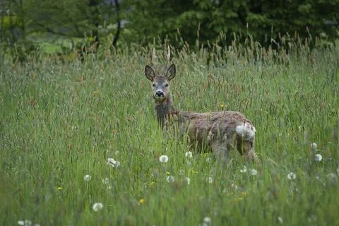 Young deer with small antlers hidden in tall grass Stock Photos