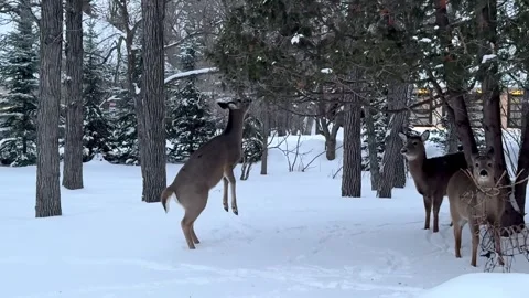 Young deer in the snow between the trees Stock Footage 300217398