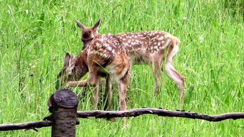 Young deer on a spring pasture. Stock Footage 131710738