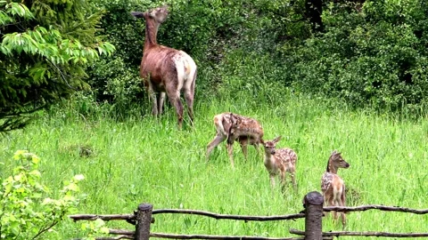 Young deer on a spring pasture. Stock Footage 131712809