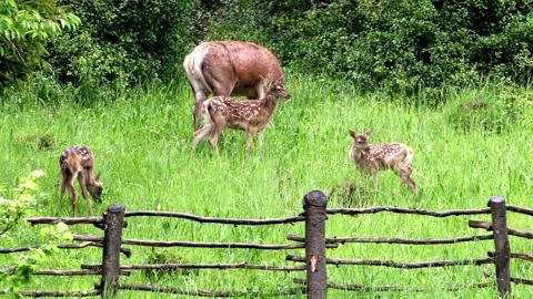 Young deer on a spring pasture. Stock Footage 131713147