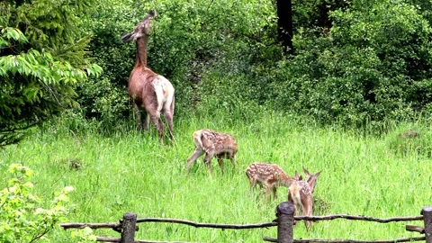 Young deer on a spring pasture. Stock Footage 131721582