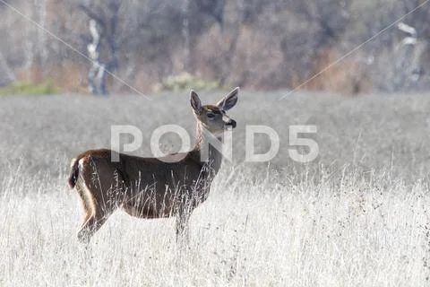 Young deer standing alone in a drought parched field in Northern California. Stock Photos