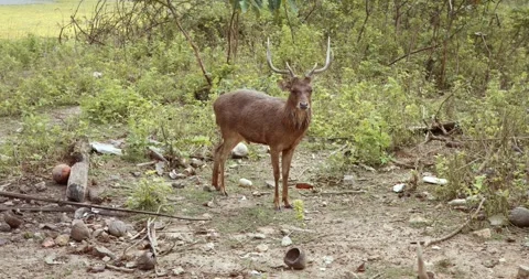 Young deer stands clearing among bushes. there are few more deer off camera Stock-Footage 270417137