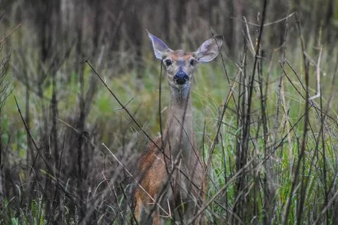 Young deer staring at the camera in the rain Stock Photos