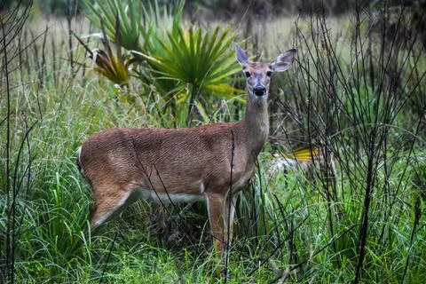 Young deer staring at the camera in the rain Stock Photos