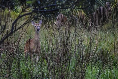 Young deer staring at the camera in the rain Stock Photos