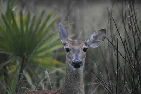 Young deer staring at the camera in the rain Stock-Fotos