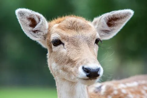 Young Deer Staring Stock Photos