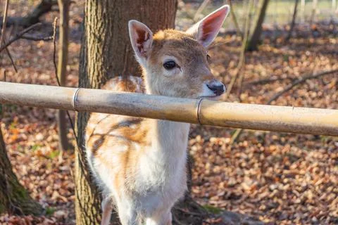 A young deer staring straight back at the camera Stock Photos
