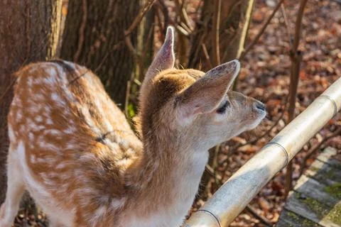 A young deer staring straight back at the camera Stock Photos