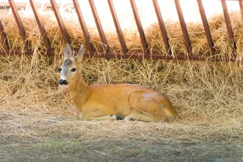 Young deer on straw Stock Photos