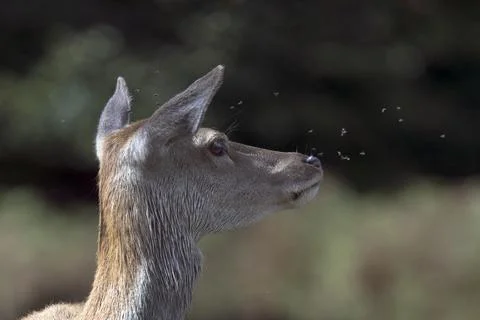 Young deer surrounded by flies Stock-Fotos