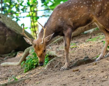 Young deer thin horns fluffy brown spotted cute wild animal grazes on the g.. Stock Photos