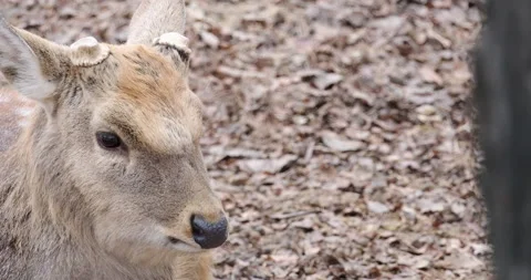 Young deer turning its head Stock Footage 230977825