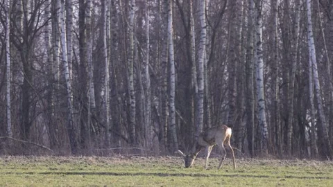A young deer under the birch forest, 4K slomo Stock Footage 171861390
