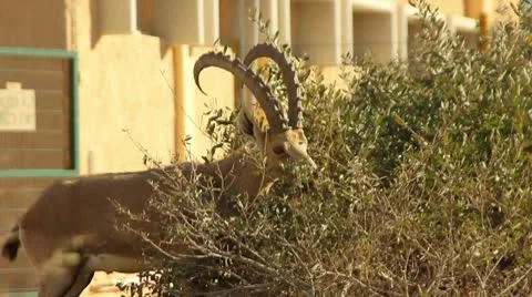 Young deer -urban environment 2 Stock Footage