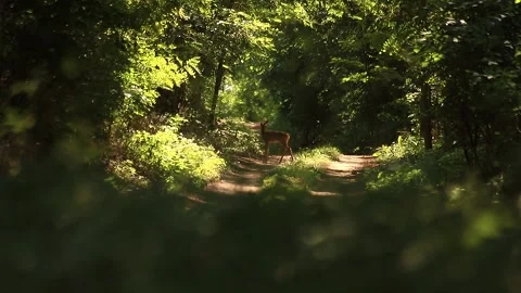 Young deer walking Stock Footage 166513445