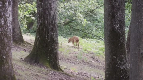 Young deer walking in forest Stock Footage 246273998