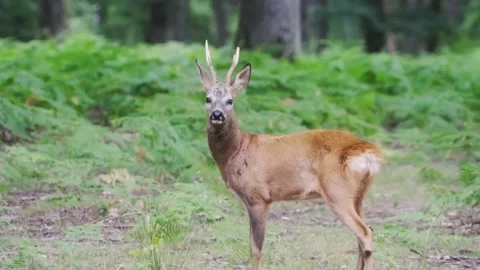 Young deer walking in forest Stock Footage 246274814