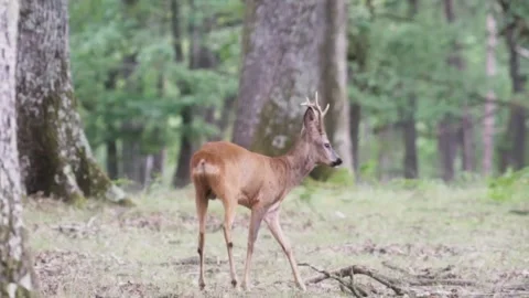 Young deer walking in forest Stock Footage 246275023