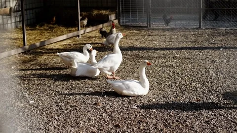 Young deer walking inside an enclosure together with white geese. Calm farm Stock Footage 327492077