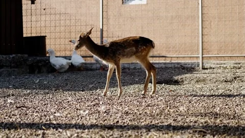 Young deer walking inside an enclosure together with white geese. Calm farm Stock Footage 327535819