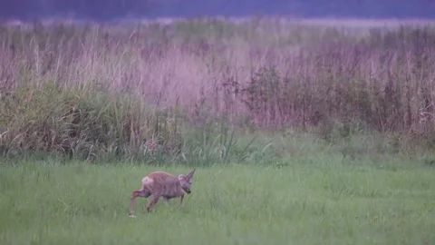 Young deer walking in the meadow, HD Stock Footage 169785883