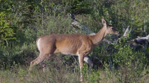 A young deer walks along a river in the Jasper National Park Stock Footage 208955065