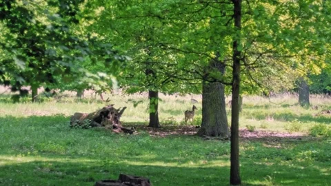A young deer walks out of the shadow of a tree in a bohemian fairy tale forest Stock Footage 134400529
