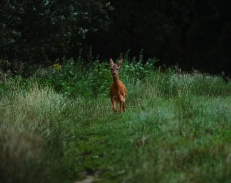 Young deer walks on a small trail Stock Photos
